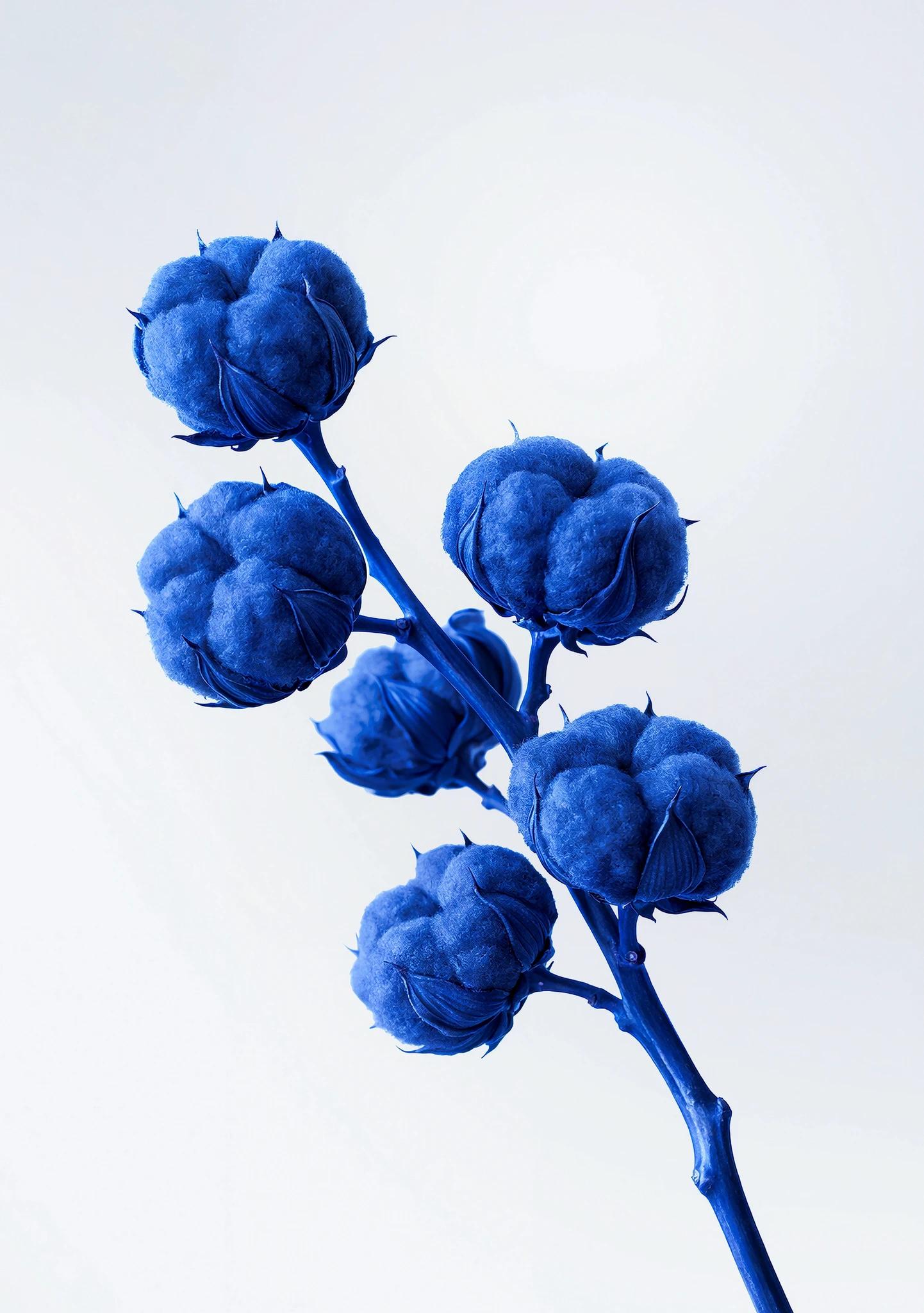 Illustration botanique bleue de fleurs rondes sur une branche