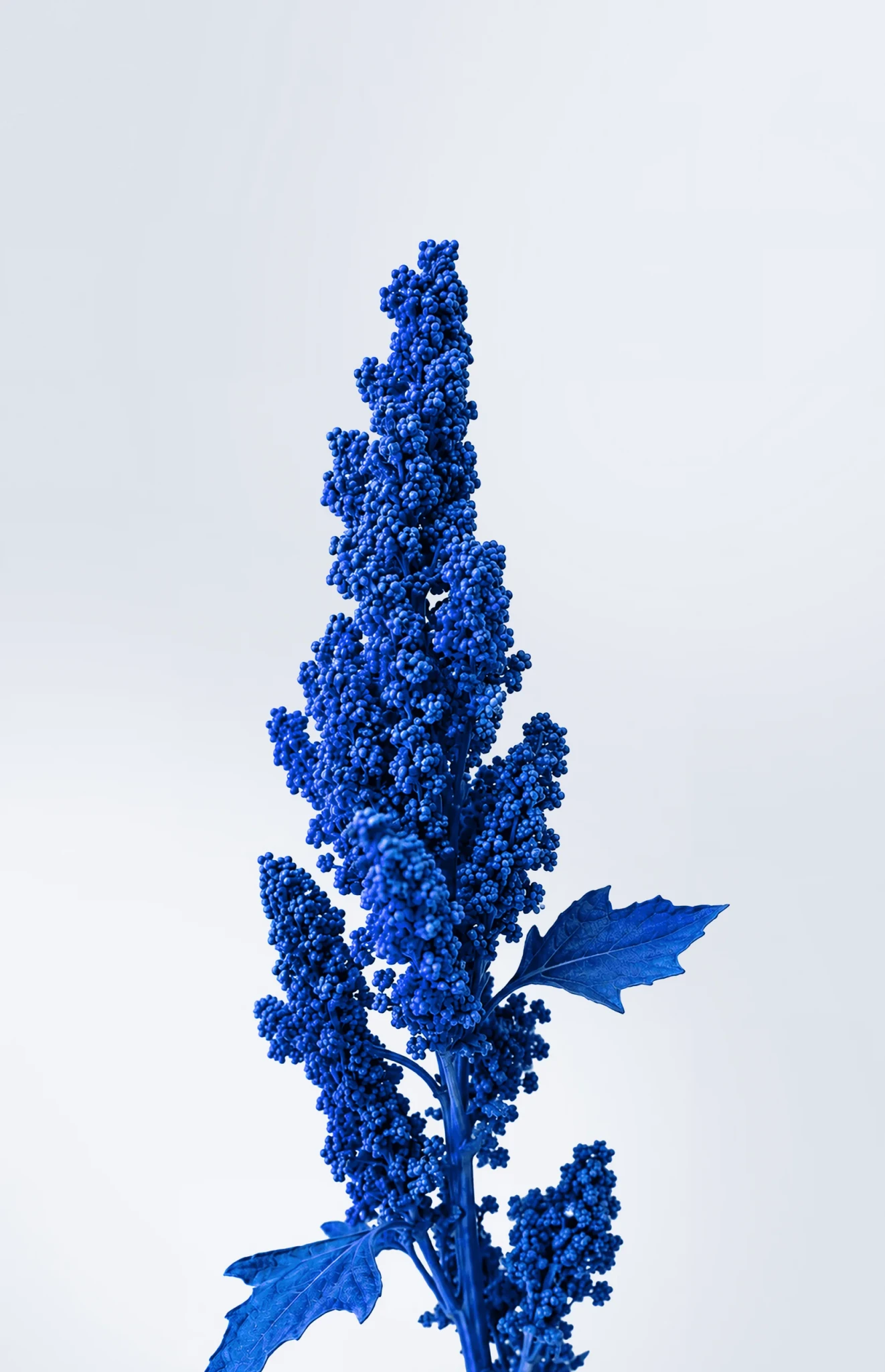 Illustration botanique verticale d’une plante bleue en fleurs