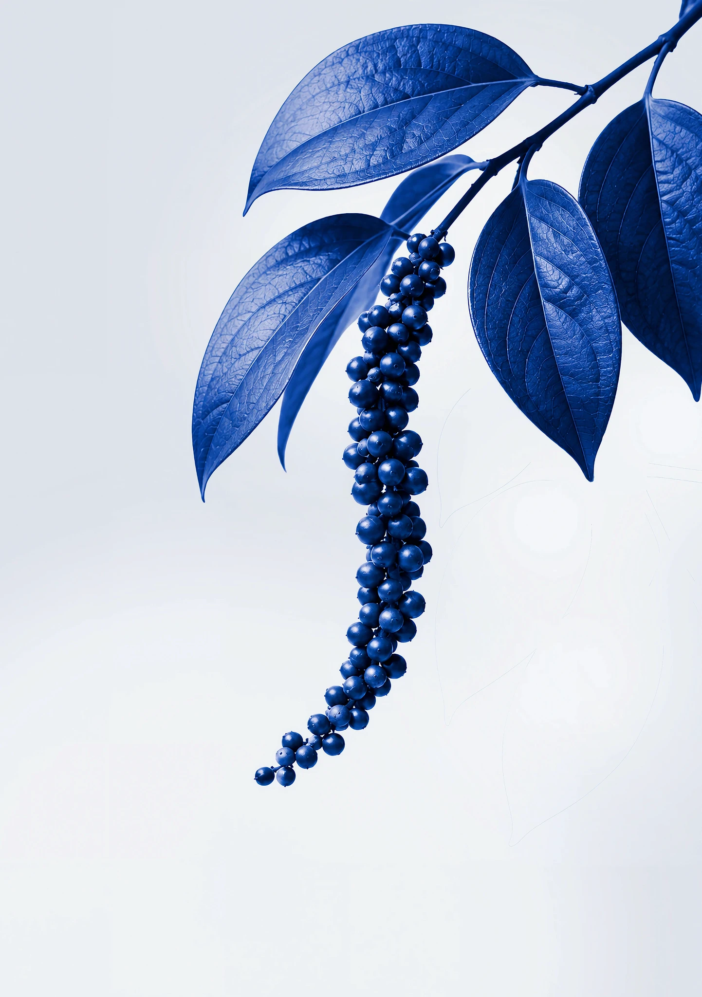 Illustration botanique bleue d’une branche fleurie retombante