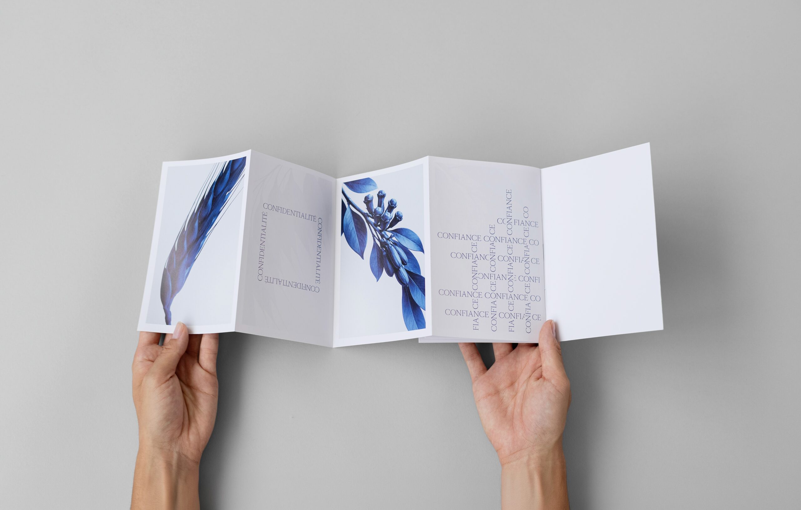 Dépliant accordéon Selvi & Cie ouvert avec des illustrations végétales bleues