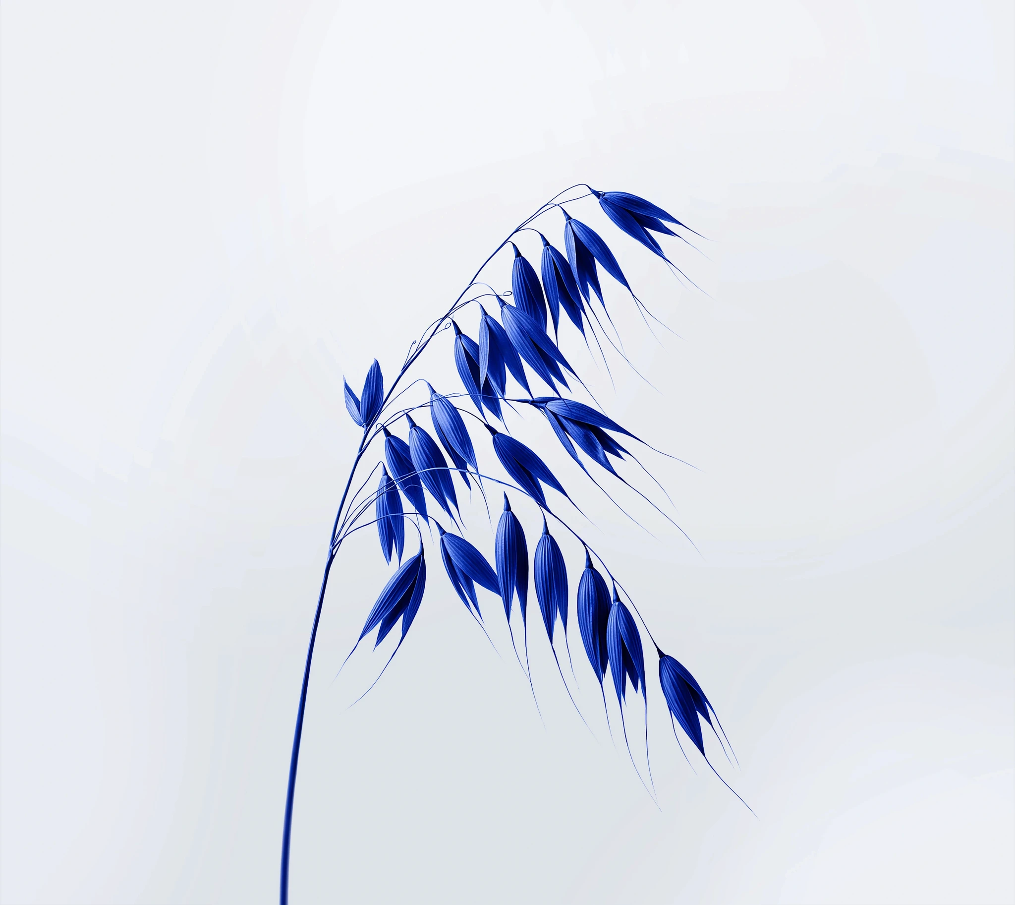 Illustration bleue délicate d’une tige de graminée courbée