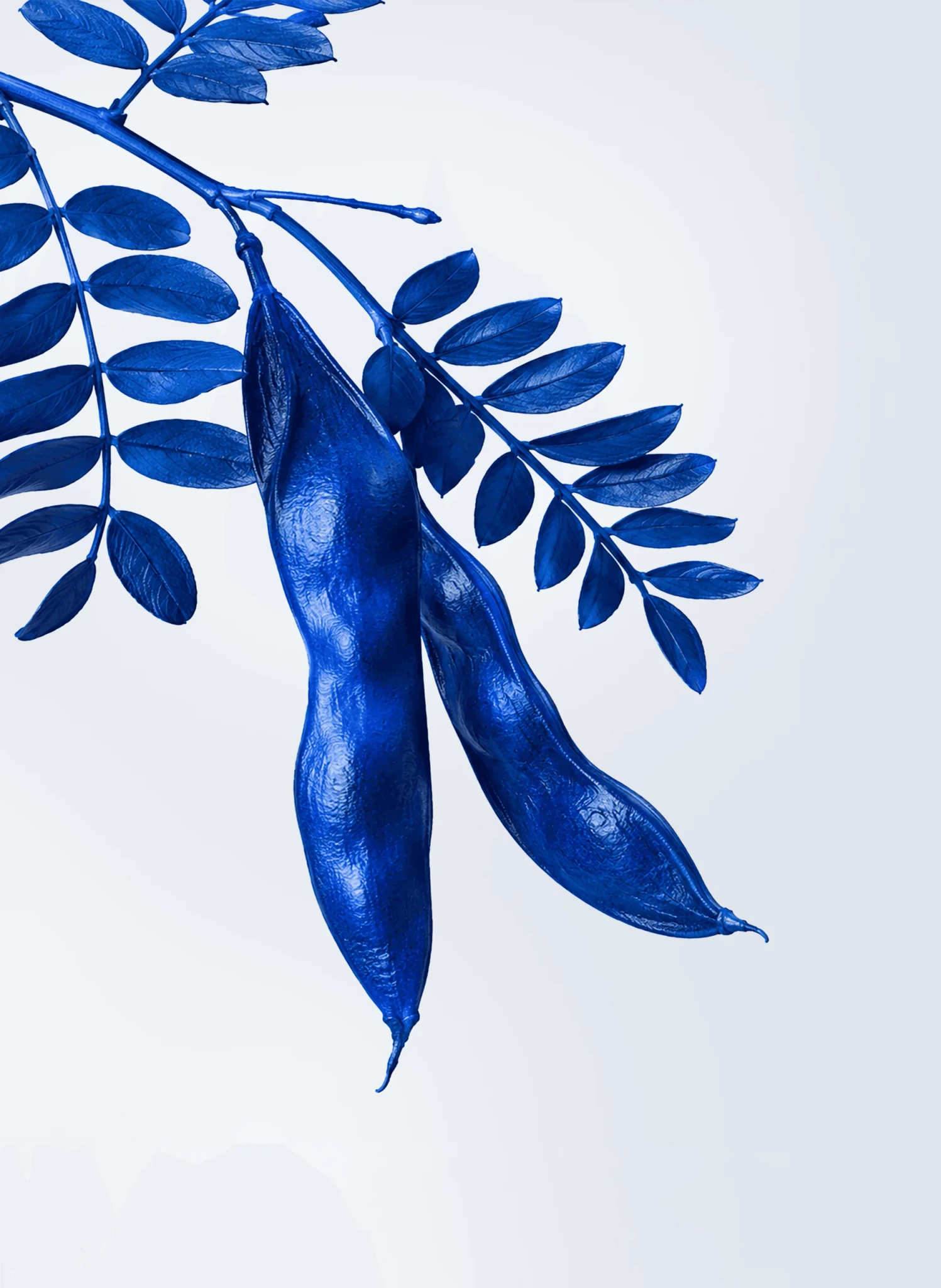 Branche de feuilles et de gousses bleues sur fond clair